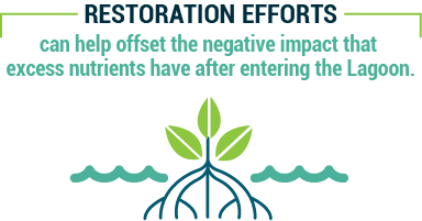 Restoration efforts can help offset the negative impact that excess nutrients have after entering the lagoon.
