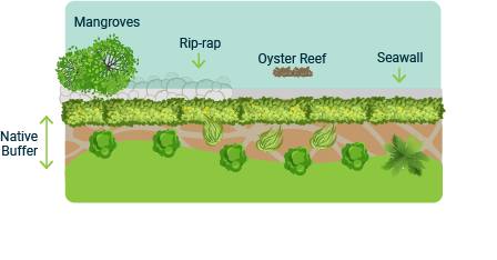 landcape buffer diagram showing at least 10' native plant buffer and seawall or living shoreline