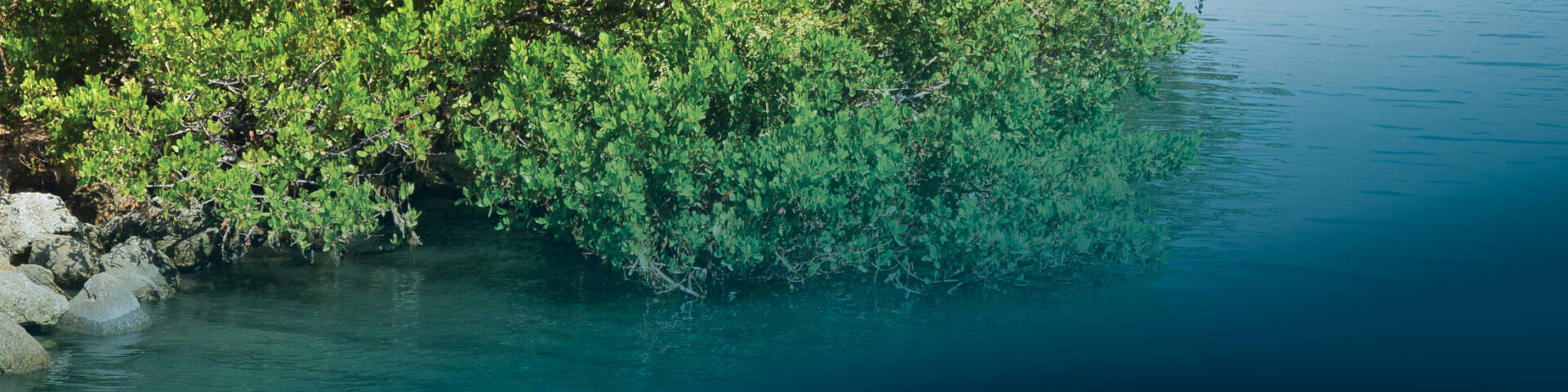 mangrove shoreline indian river lagoon