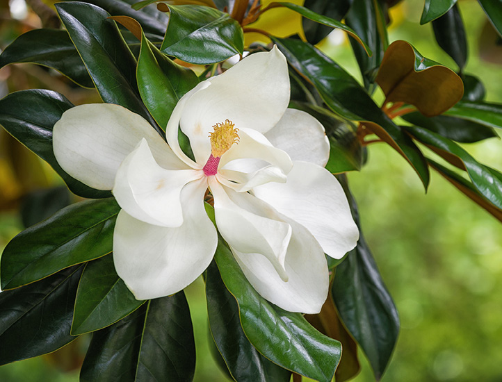 southern magnolia native plant