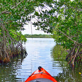 kayak mangroves thousand islands cocoa beach